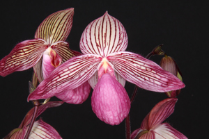 Paph. Gloria Naugle Geneva AM 88 pts.